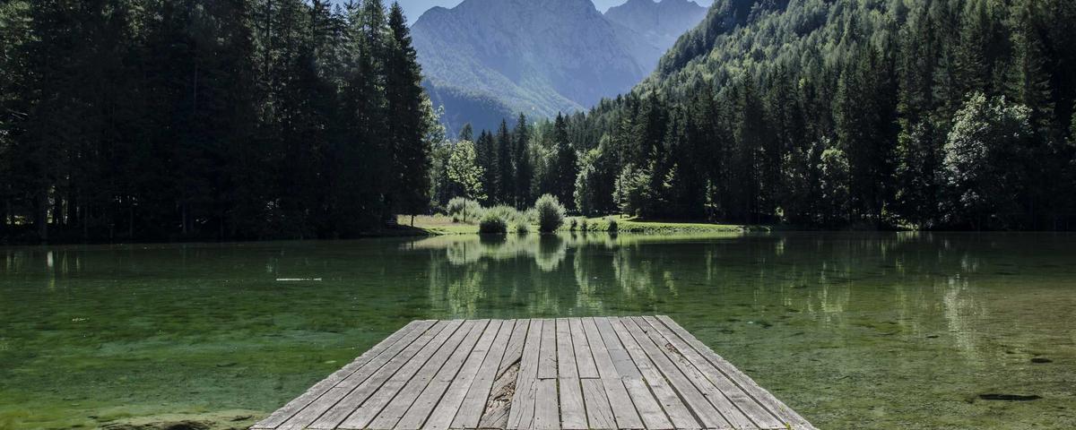 Prato di fiori selvatici